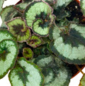 4" Begonia Escargot (Grower 1352)